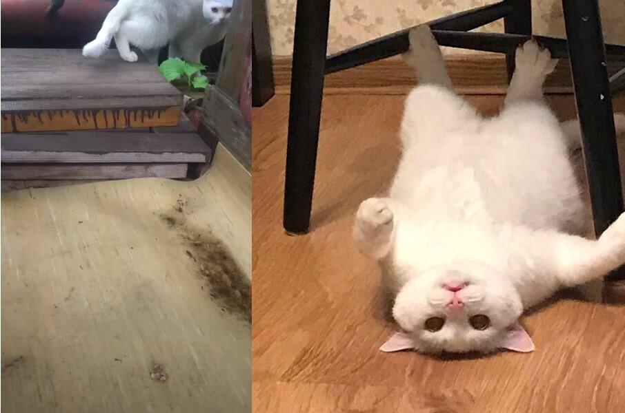 Кошки привет из дома.