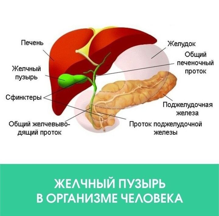 Желчный пузырь человека на схеме