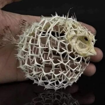 lazy_smart_crop_356x356