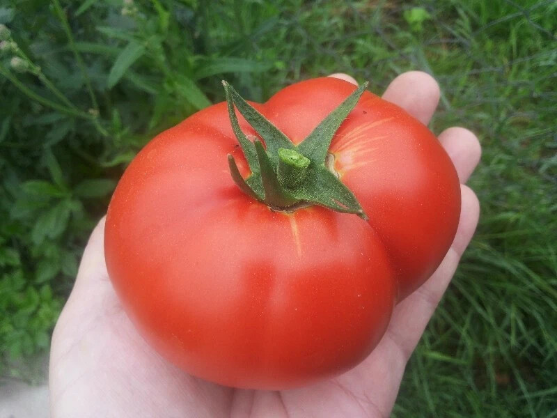 помидорный цвет. гавриш томат озирис. помидоры. помидор окрашен. замороженные помидоры в формочках.