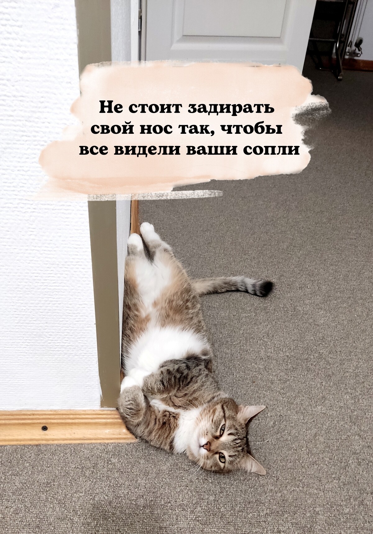 Наташа и коты дзен