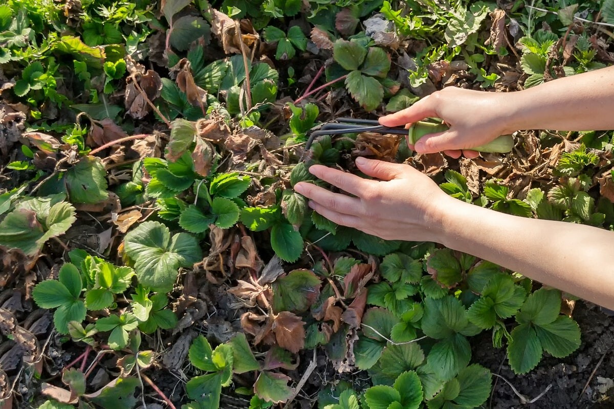 Пересадка кустов клубники. Старый куст клубники. Болезни клубники. Кусты клубники после зимы. Агротехника земляники садовой.