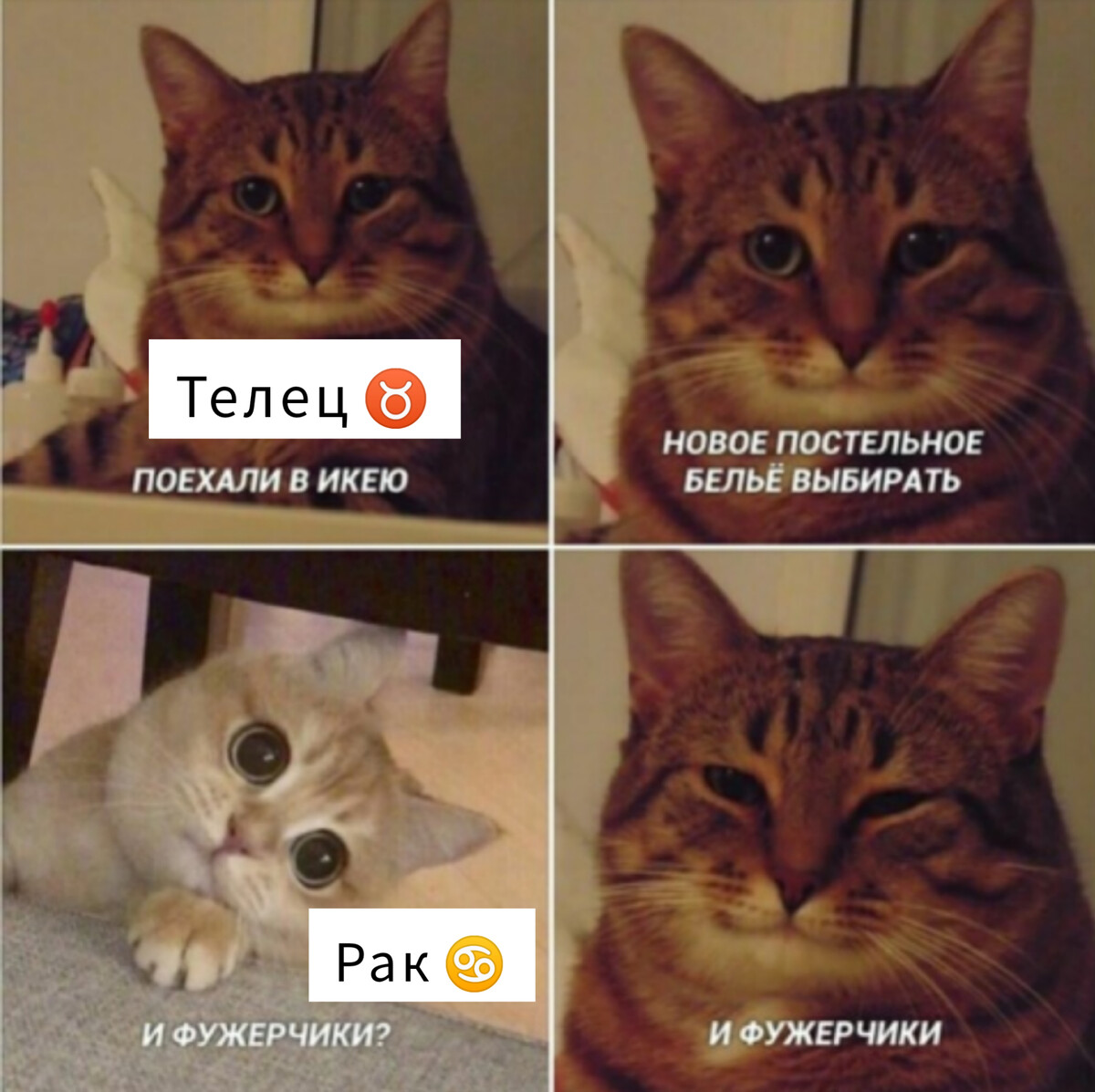 Мемы с котами Пинтерест