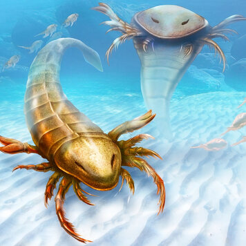 lazy_smart_crop_356x356