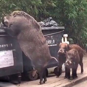 lazy_smart_crop_356x356