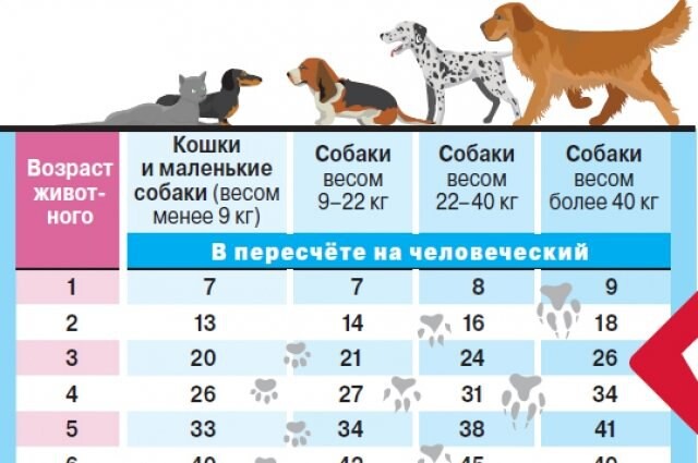 Таблица возраста собак такса. 9 лет по собачьи это. 4 года возраст собаки по человеческим меркам таблица. Годы собаки по человеческим меркам. Возраст собаки по человеческим меркам чихуахуа.
