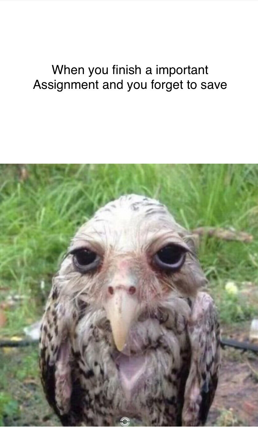 Мой дед видел сову. Филин yoll. Мой дед видел сову. Сова маскировка. Как говорил мой дед я твой дед.