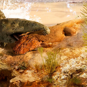 lazy_smart_crop_356x356