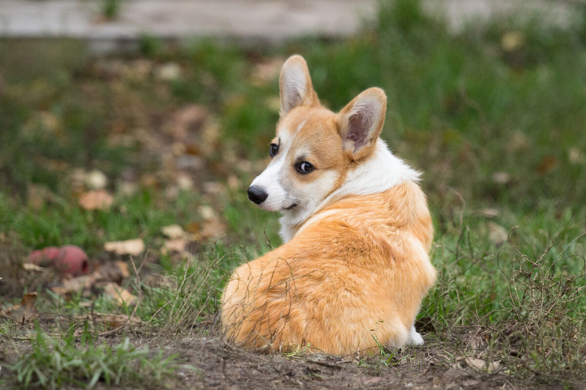 Корги Шувалова