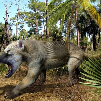 lazy_smart_crop_356x356