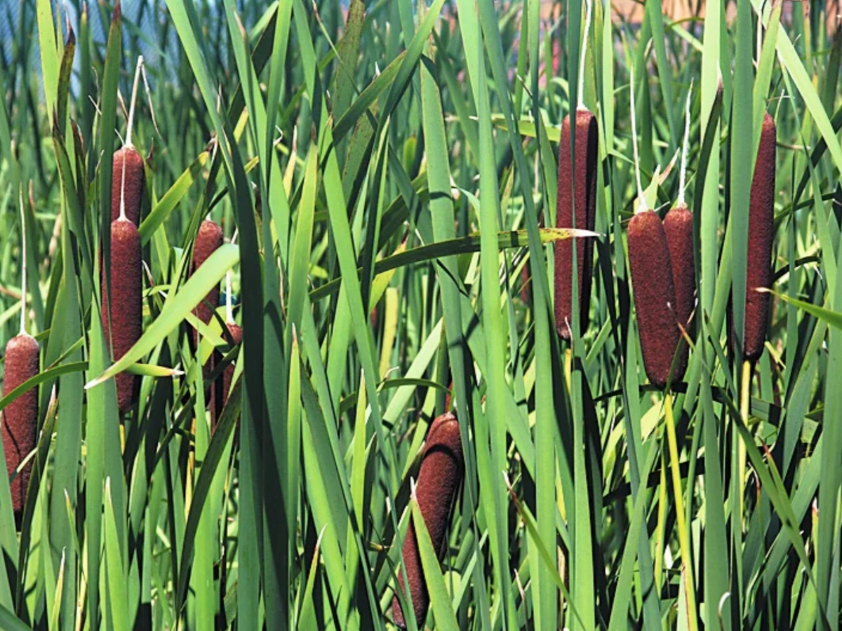 Ала камыш. Рогоз узколистный (Typha angustifolia). Рогоз широколистный (Typha latifolia). Рогоз широколистный, рогоз узколистный. Рогоз узколистный (Typha angustifolia l.).