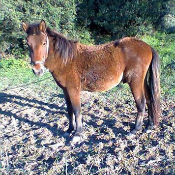 lazy_smart_crop_356x356