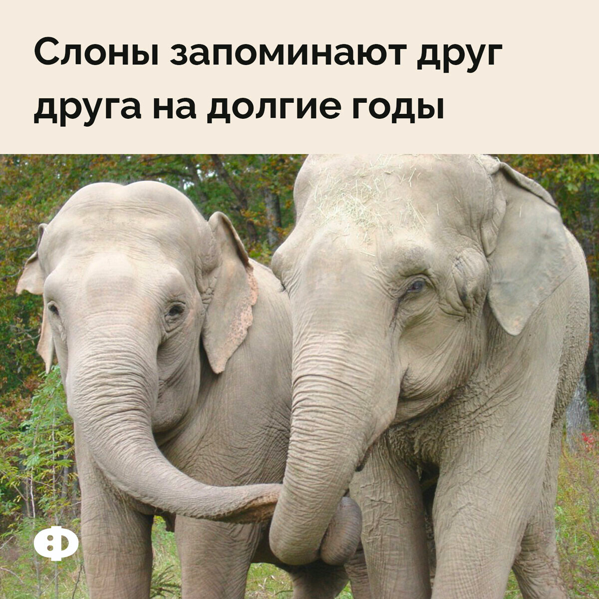 Белый слон фото животного