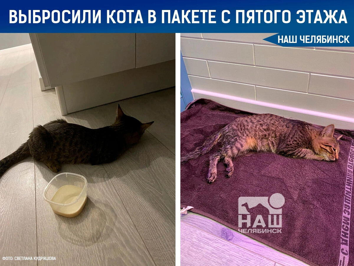 Выбросили кота. Выбросили кота. Выбросили кота. Выброшенные котята в коробке. Выбросили кота.