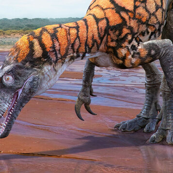 lazy_smart_crop_356x356