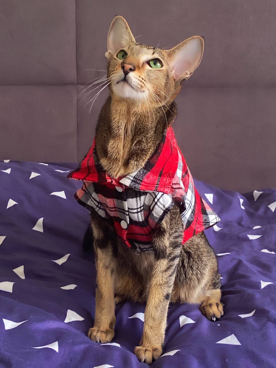 Пост автора «Oкси и Ириска» в Дзене ✍: Окси стиляга 😍.