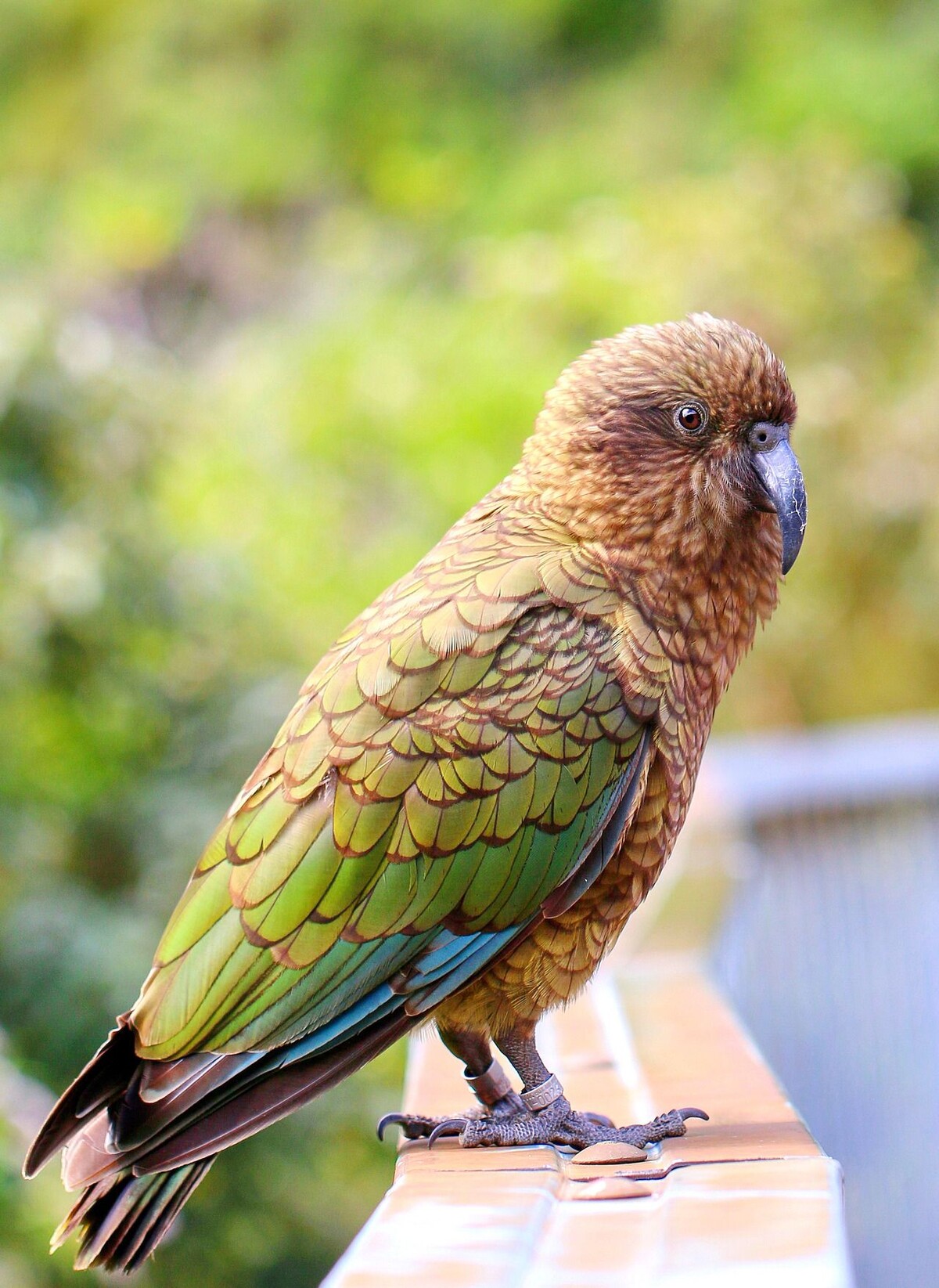 попугаи в новой зеландии
