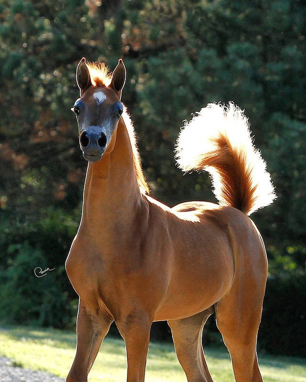 Horse original. Арабская лошадь шоу класса. Арабские скакуны шоу класса. Арабская лошадь фото. Арабская лошадь в полный рост.