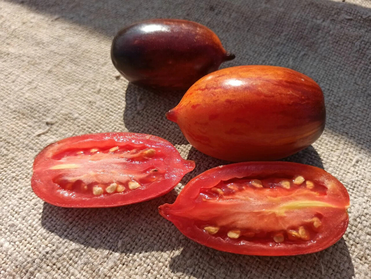 томат гном бой с тенью. томат бой с тенью описание сорта. помидоры сорт гном бой с тенью. томат бой с тенью. томат бой с тенью.