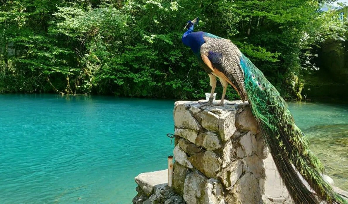 Голубое озеро Абхазия с павлинами