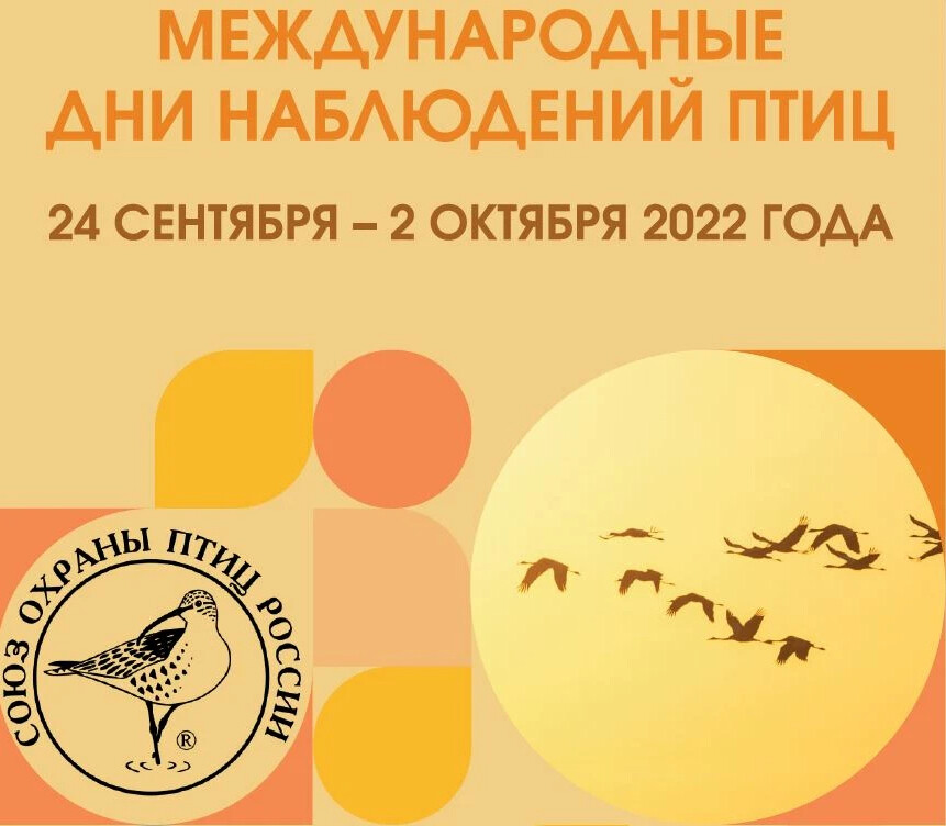 Учет птиц. Всемирные дни наблюдения птиц 2022. Всемирный день птиц. Международные дни наблюдения птиц сертификат. Всемирные дни наблюдения птиц.