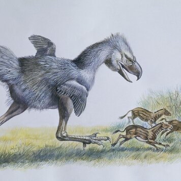 lazy_smart_crop_356x356