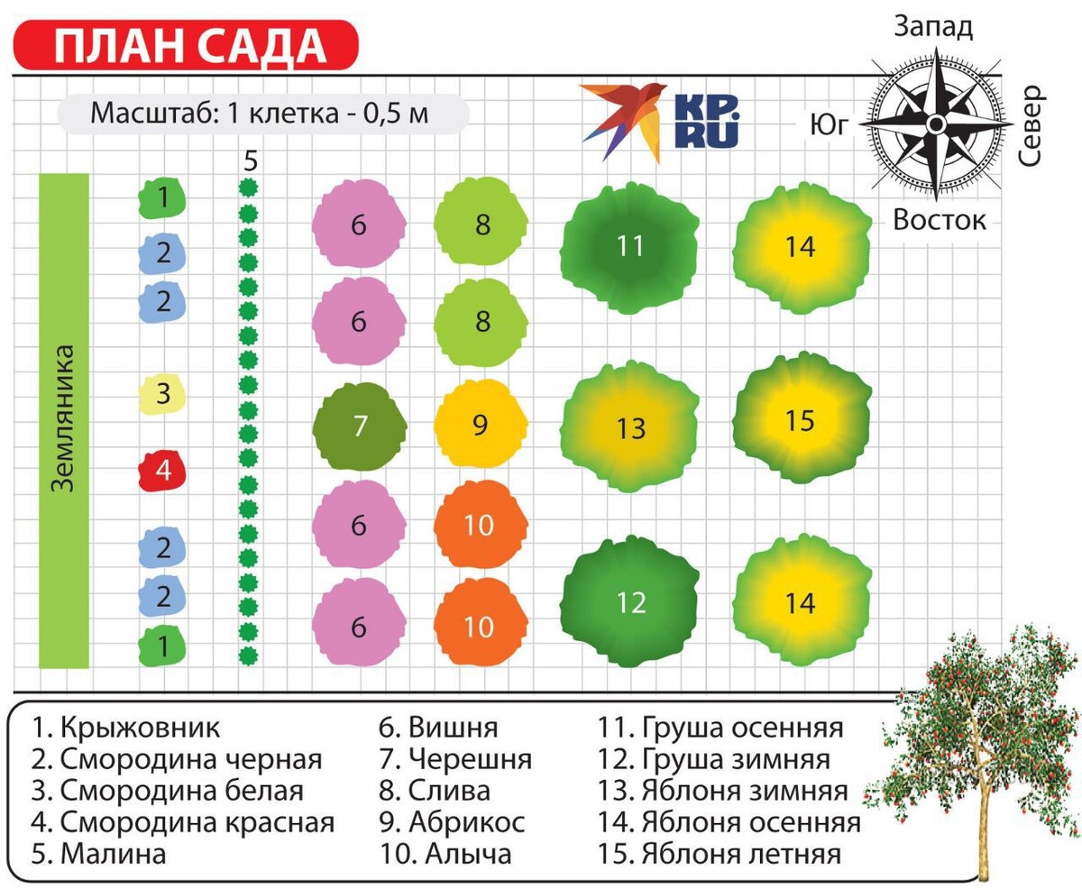 План рассадки растений на участке