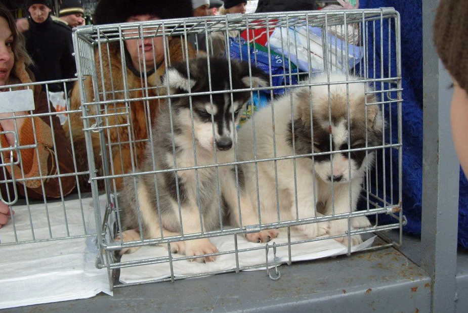 Можно с собаками в тц. Птичий рынок в Санкт-Петербурге собаки. Сенной рынок Саратов птичий рынок. Птичий рынок Садовод собаки. Птичий рынок щенки.