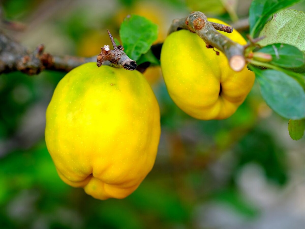 Айва фрукт как есть. Лимонник айва. Хеномелес Киншиден. Айва фрукт дерево. Айва узбекская.