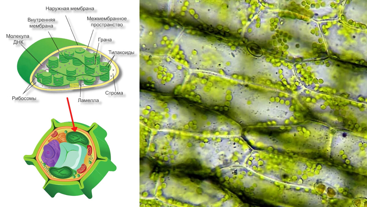 Хлоропласты в клетках листьев крупные. Хлоропласт микрофотография. Строение хлоропласта растительной клетки. Хлоропласт под микроскопом. Хлоропласты в растительной клетки под микроскопом.