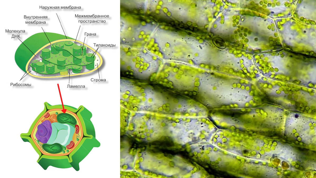 Строение хлоропласта микроскоп