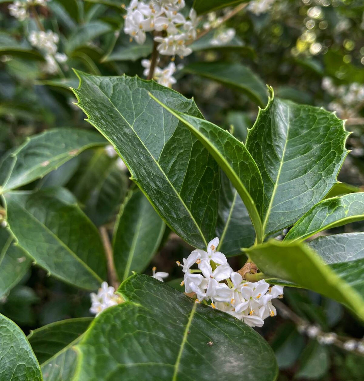 Red Osmanthus С†РІРµС‚