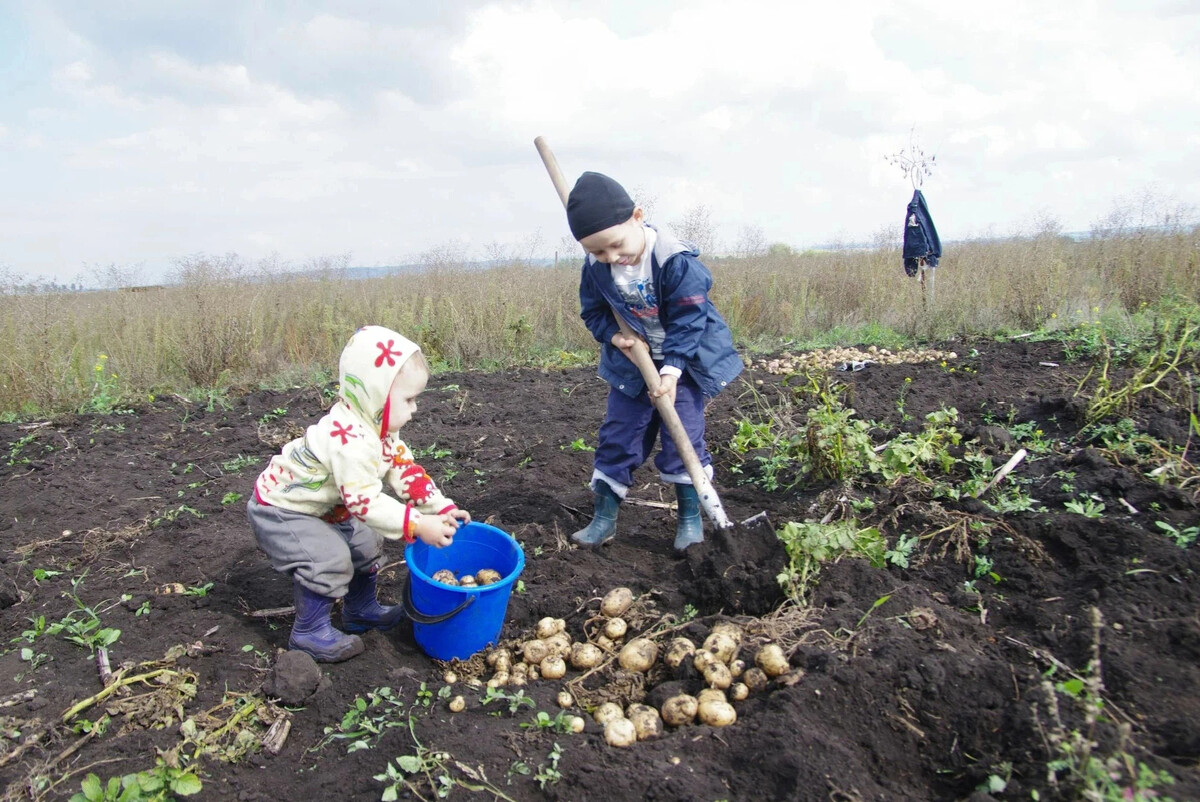 Уборка картофеля на огороде