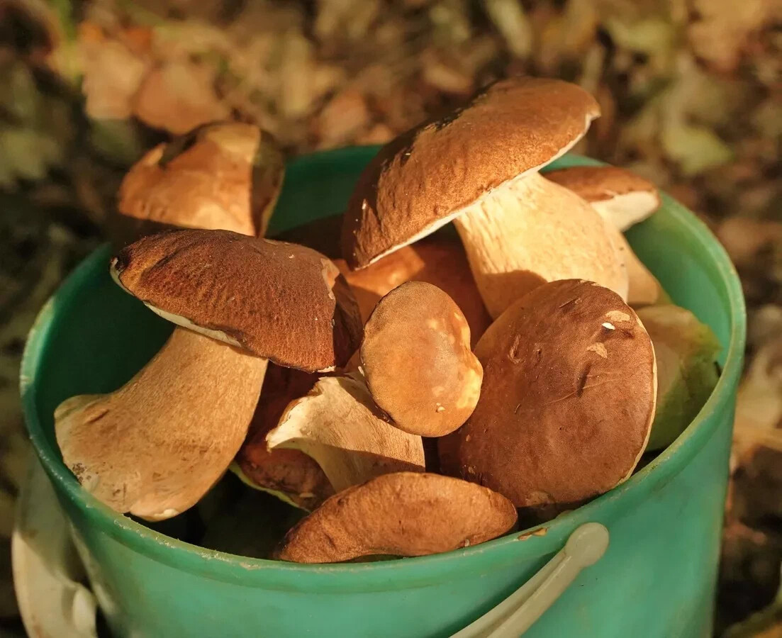 В ванной растут грибы что делать