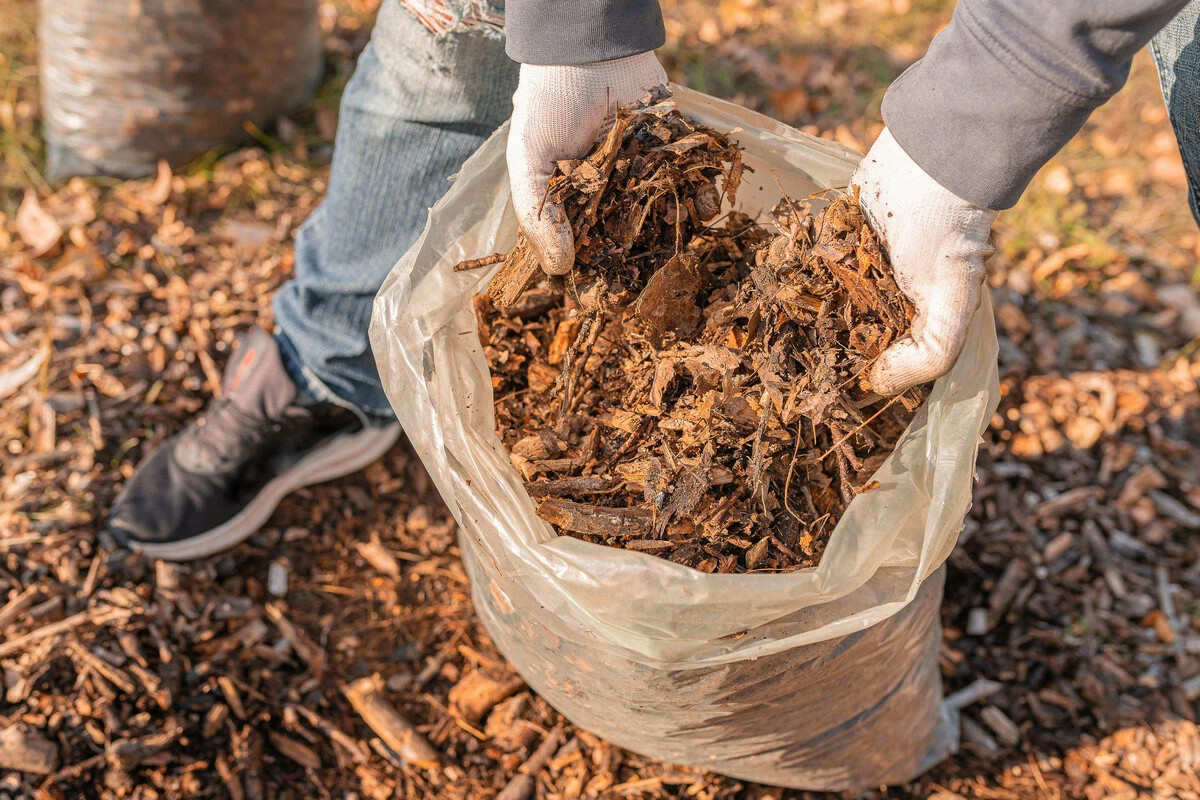 Se puede plantar directamente en compost