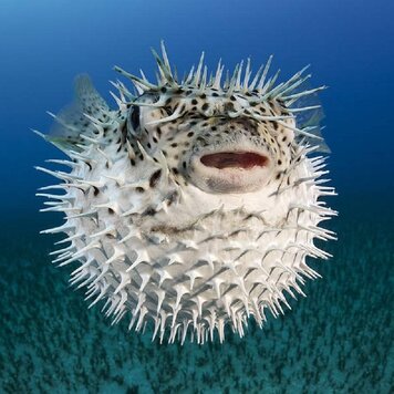 lazy_smart_crop_356x356