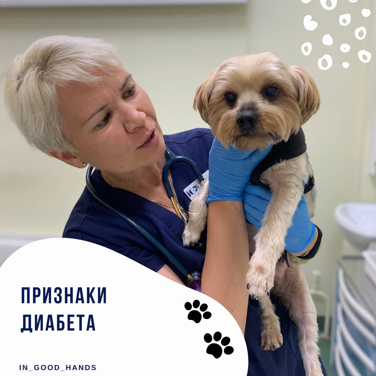 Как выглядит диабет у собак Dog Diabetes Зображення - огляд 432 Стокові фото, векторні зображення й відео Ad