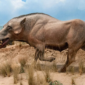 lazy_smart_crop_356x356