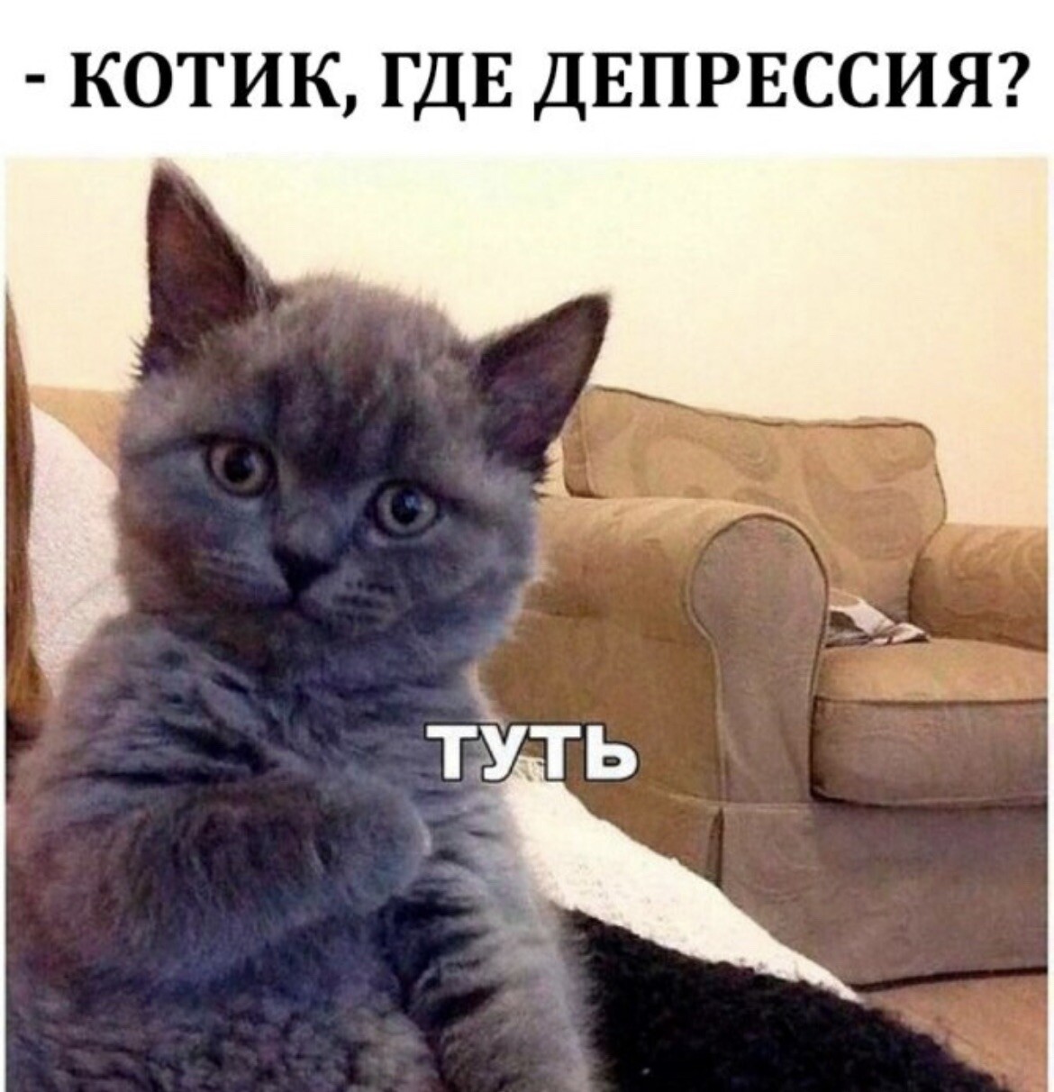 Туть кот
