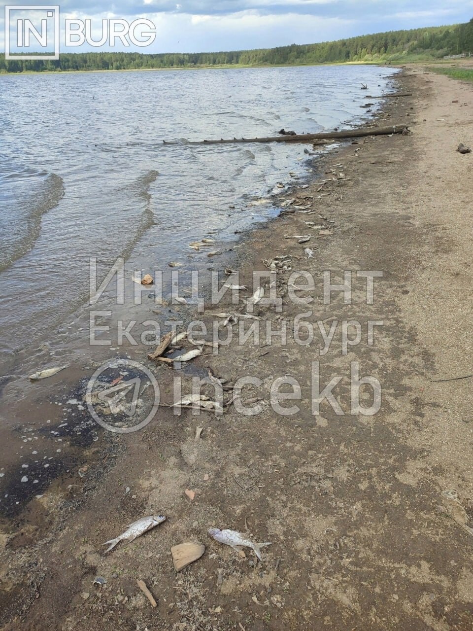 Рыбка на берегу