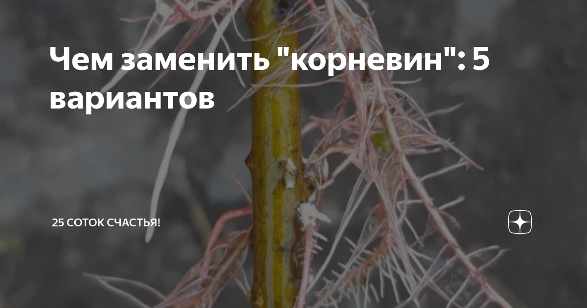Синаптофор чем заменить в домашних условиях Как поменять про на домашнюю 22/48