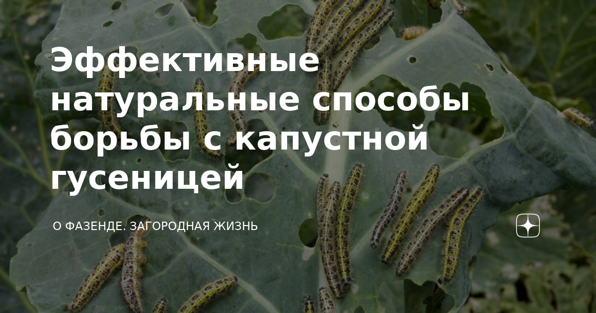 Капусту съели гусеницы. Гусеница капустного петлителя. Капуста — гусеница — жаба;. В теплице черные гусеницы что это как бороться.