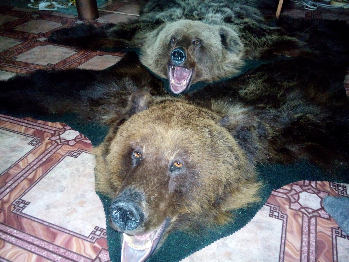 Медвежья охота 2007. Медведь Россия. Медведь охотится. Россия медведь с медвежатами.