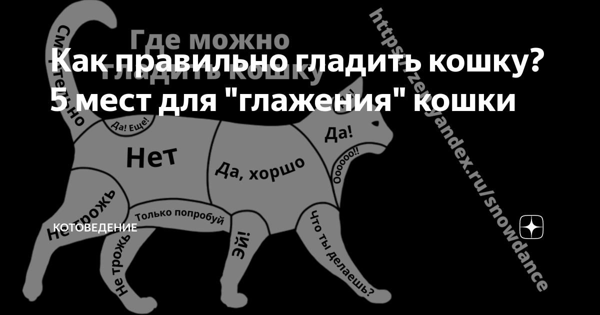 Где можно гладить кота картинка