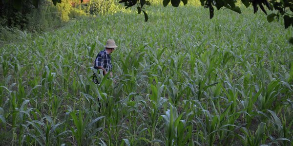 Нашествие вредителей: что мешает выращиванию кукурузы в Абхазии