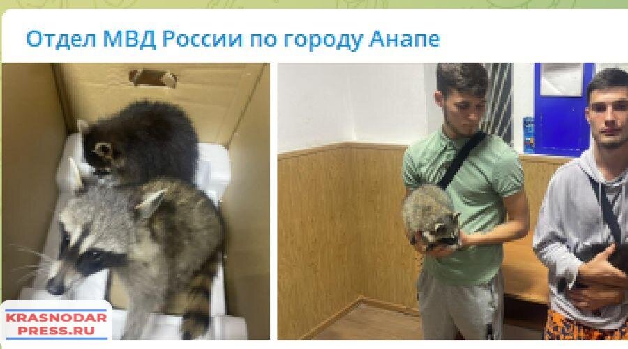 Недалеко от Анапы у уличных фотографов изъяли животных