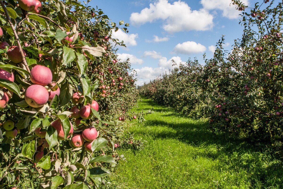 Летние сорта яблонь Молдова