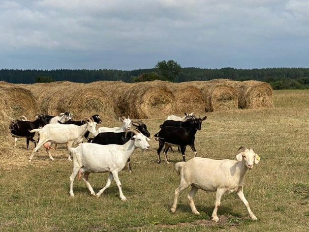 Долина коз богданович фермерское хозяйство. Долина коз богданович. Долина коз богданович фермерское хозяйство. Кфх долина коз сергиев посад. Ферма коз богданович.
