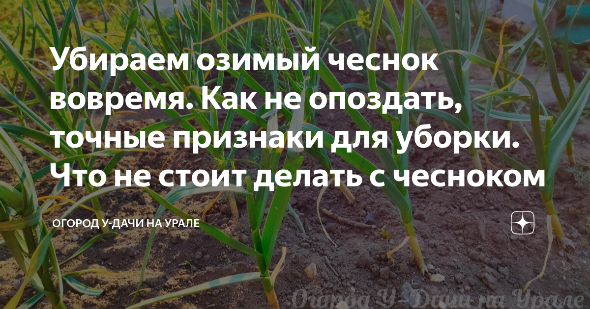 Когда убирать зимний чеснок 2025. Болезни озимого чеснока описание с фотографиями и способы лечения.