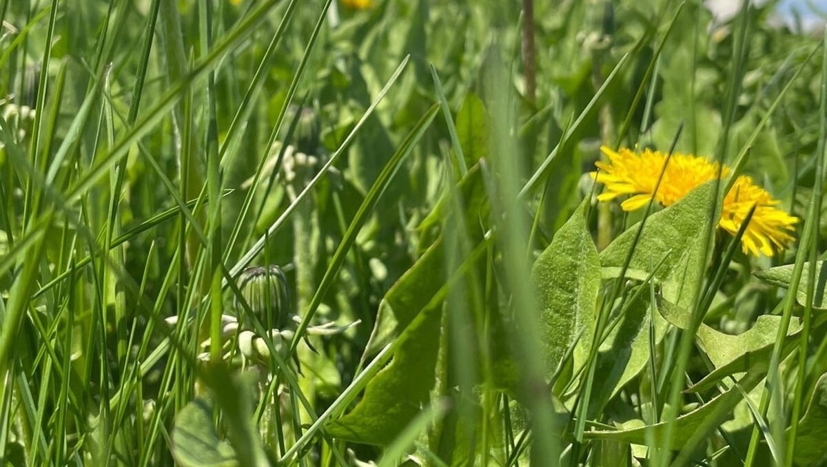 День травы. Трава обычная в Белгороде. Поделки из свежескошенной травы. Села на травку.